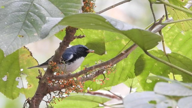 Black-throated Blue Warbler - ML618569598