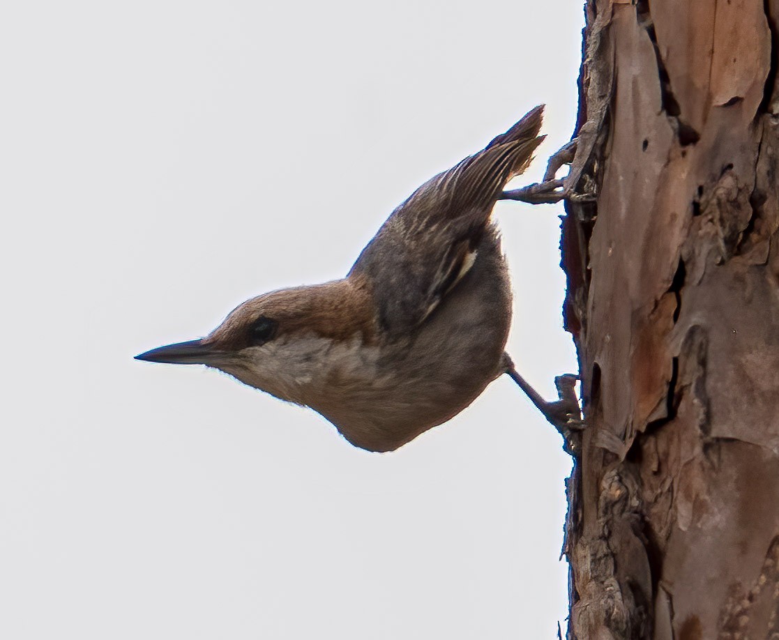 Brown-headed Nuthatch - ML618569608