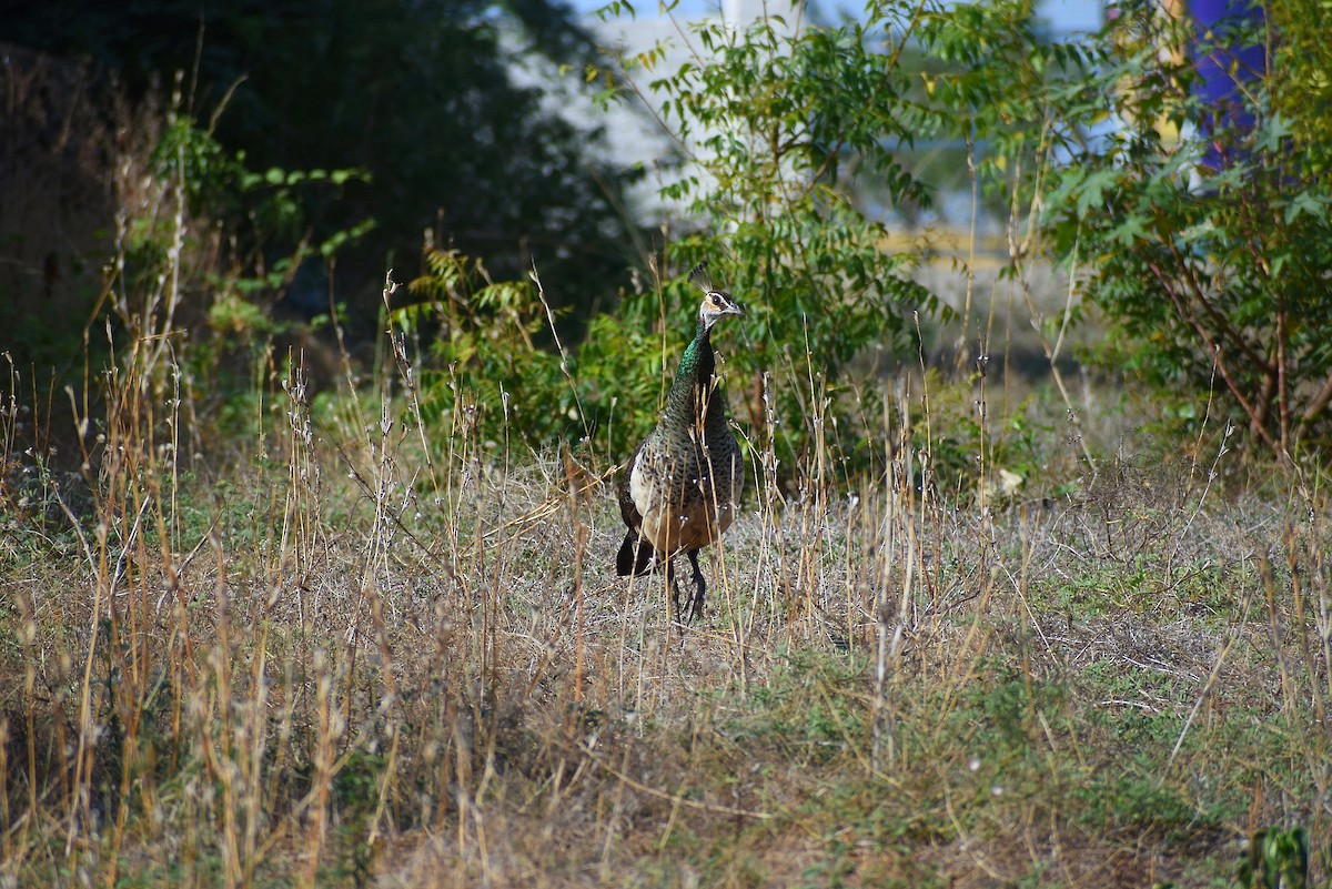 Indian Peafowl - Anand Birdlife