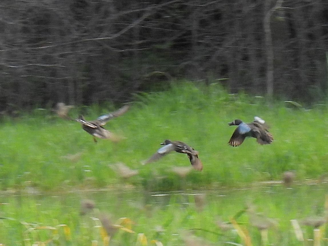 Blue-winged Teal - ML618569631