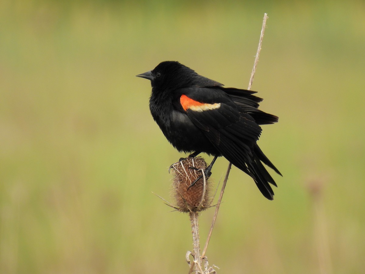 Red-winged Blackbird - ML618569651