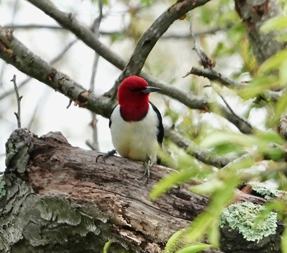 Red-headed Woodpecker - Seth Ausubel