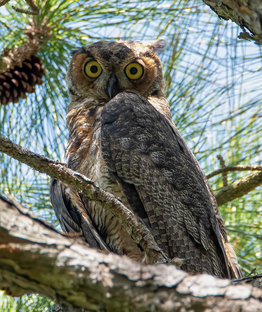 Great Horned Owl - ML618569671