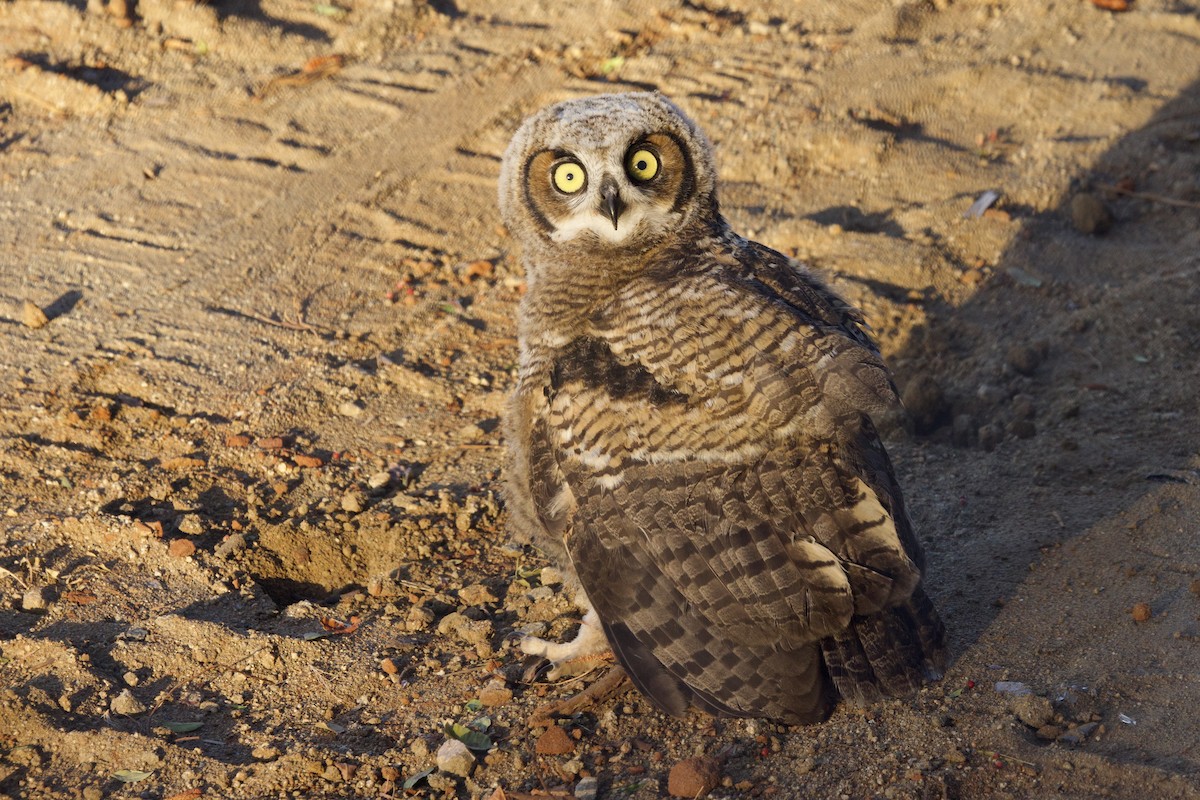Great Horned Owl - ML618569686