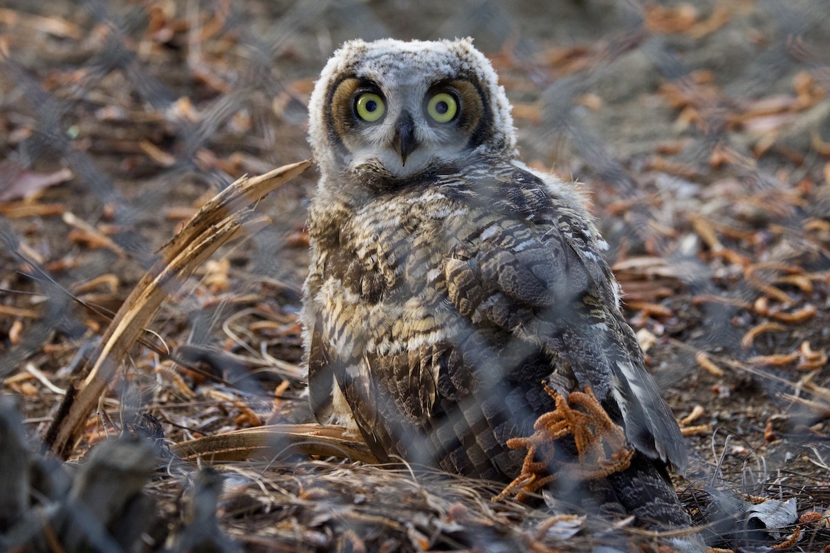 Great Horned Owl - ML618569687