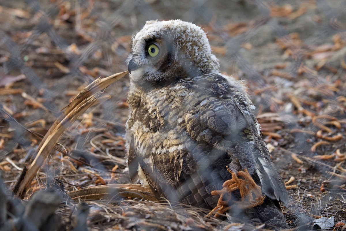 Great Horned Owl - ML618569688