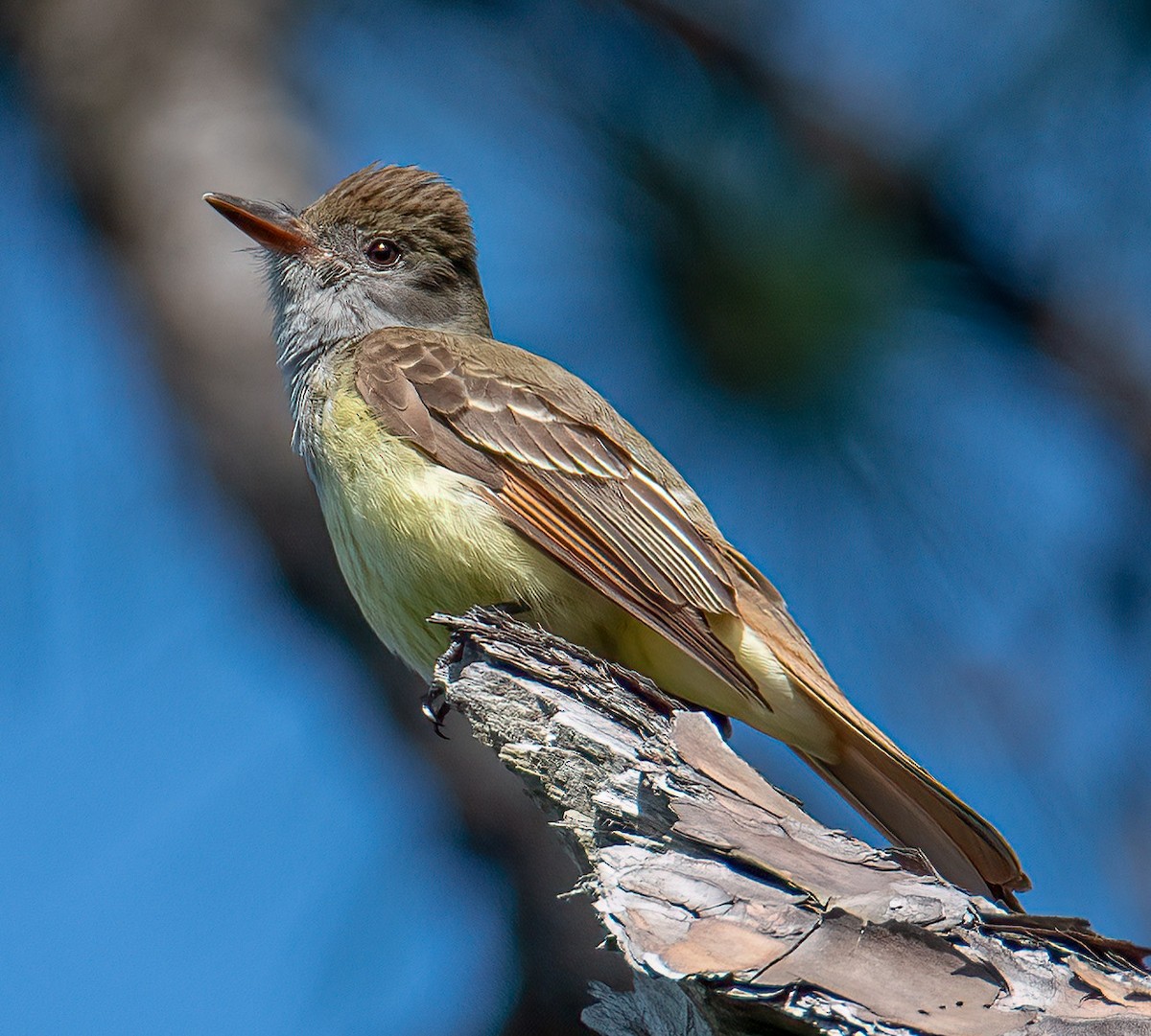 Great Crested Flycatcher - ML618569689