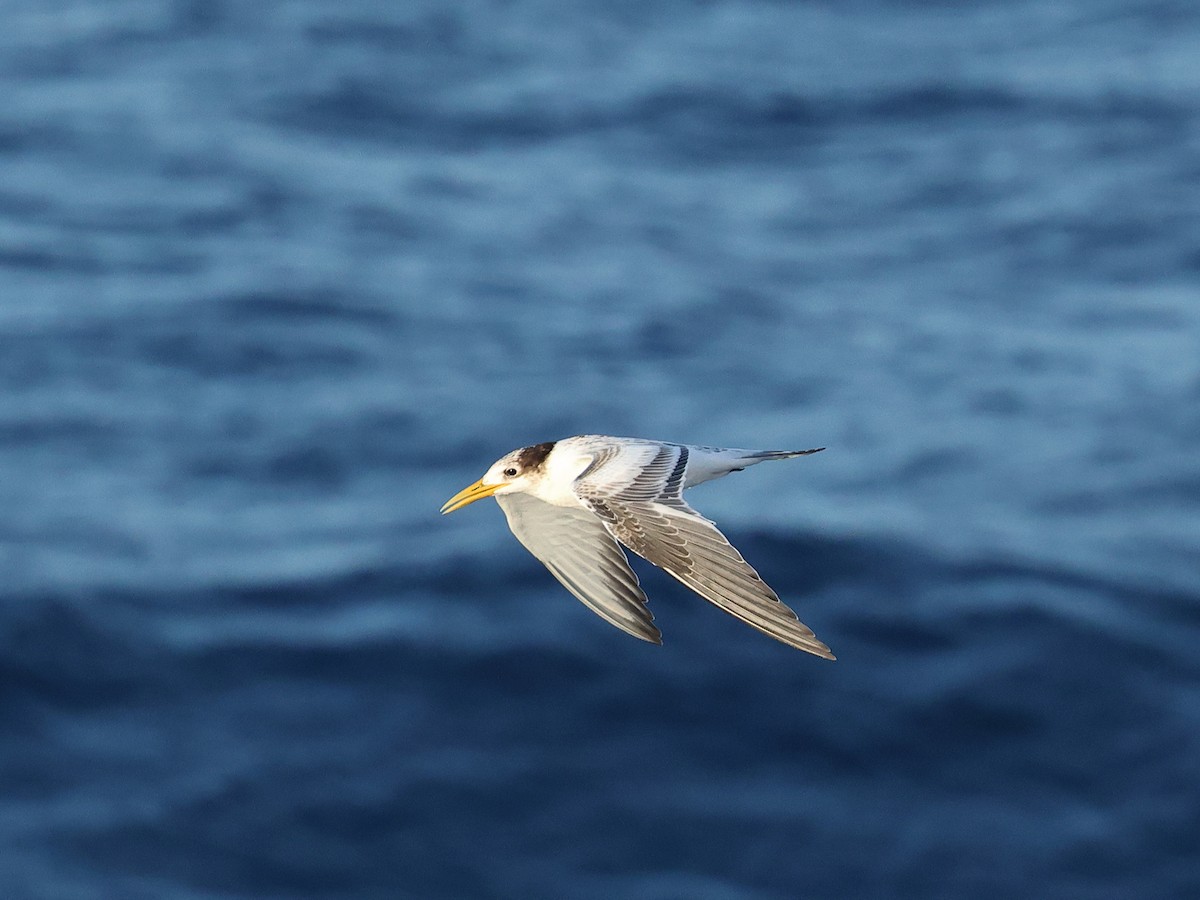 Great Crested Tern - ML618569692