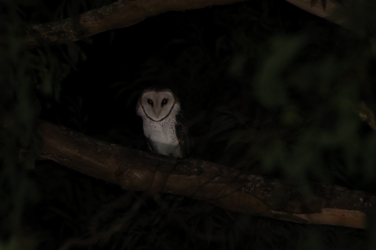 Australian Masked-Owl - ML618569723