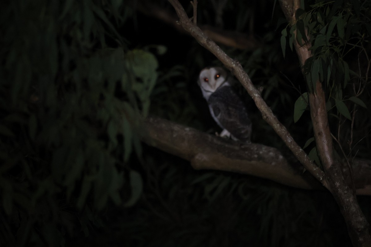 Australian Masked-Owl - ML618569725