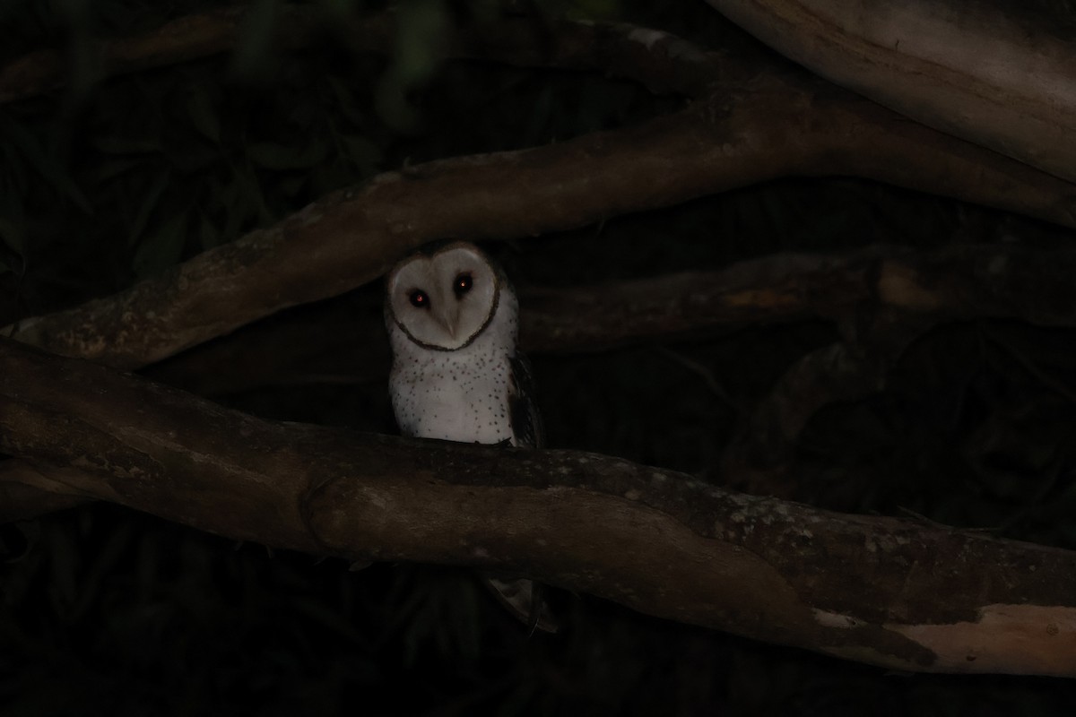 Australian Masked-Owl - ML618569726