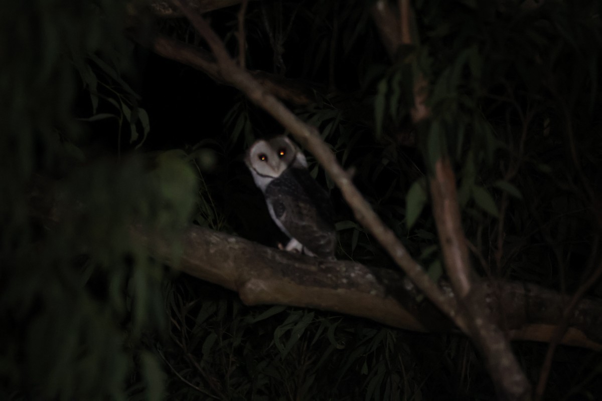 Australian Masked-Owl - ML618569730