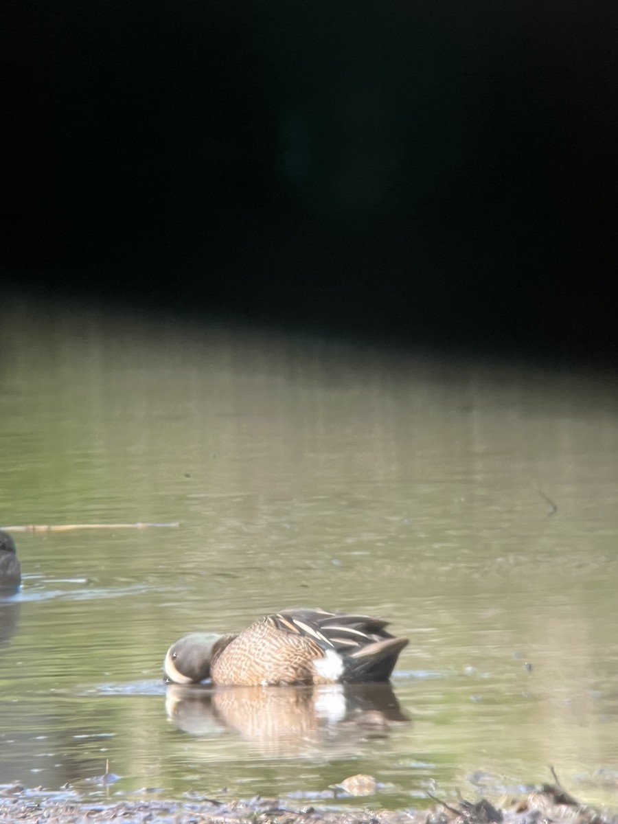 Blue-winged Teal - ML618569760
