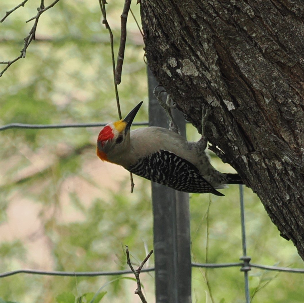 Golden-fronted Woodpecker - ML618569787