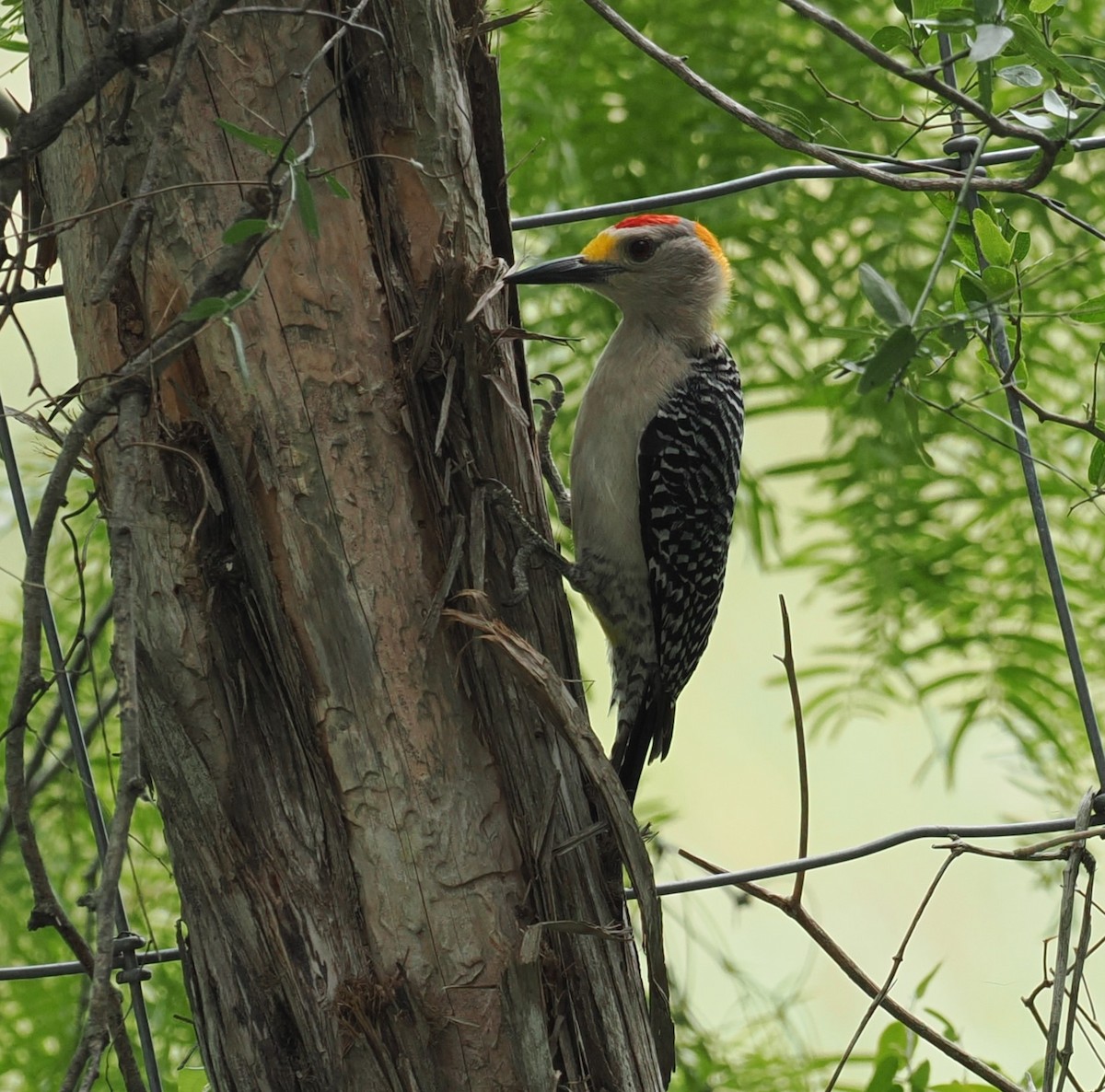 Golden-fronted Woodpecker - Mark Stevenson