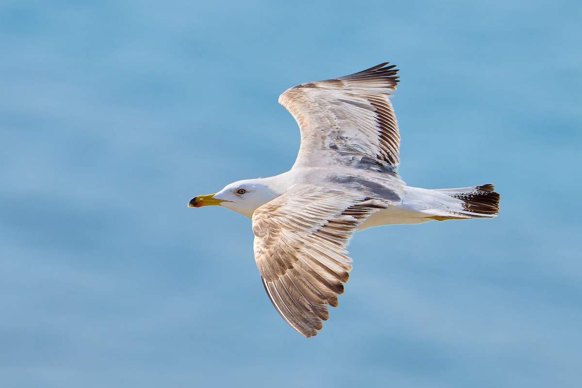 Yellow-legged Gull - Tomáš Grim