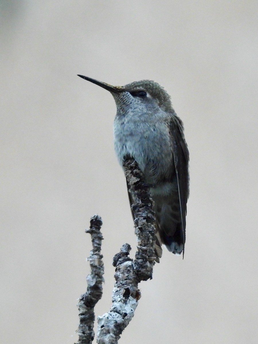 Anna's Hummingbird - ML618569814