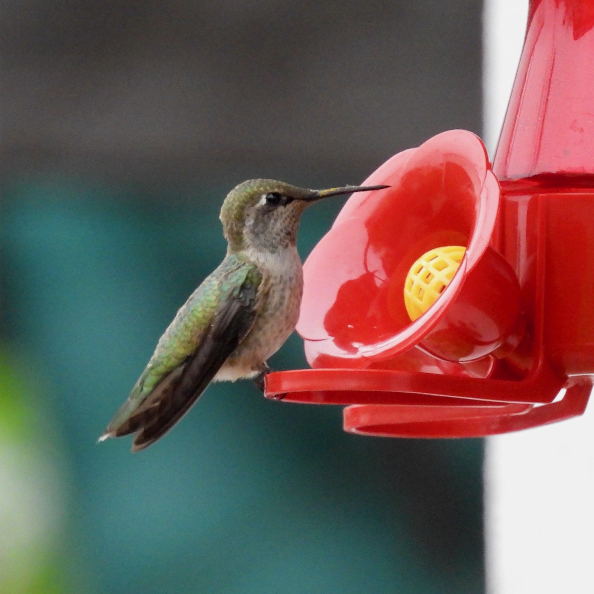 Anna's Hummingbird - ML618569819