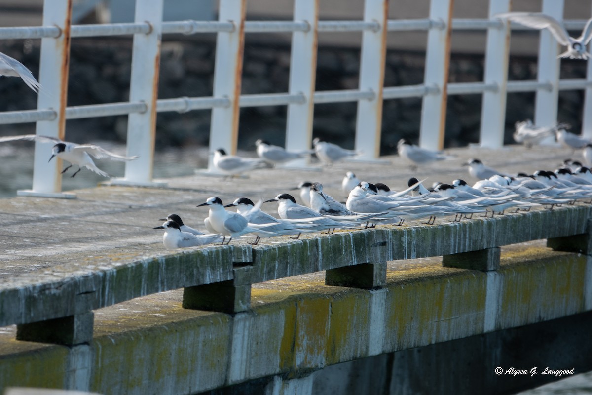 White-fronted Tern - ML618569834