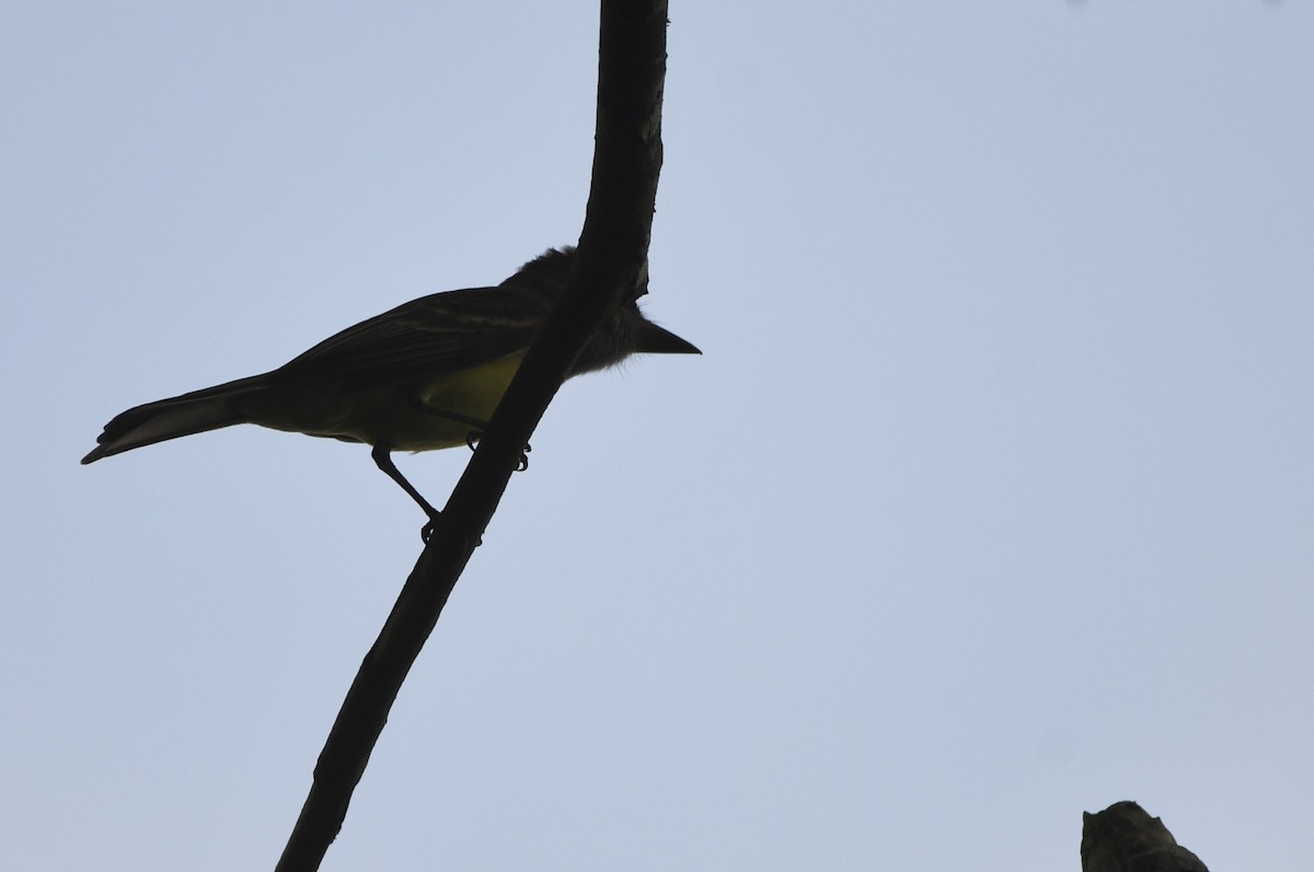 Great Crested Flycatcher - ML618569858