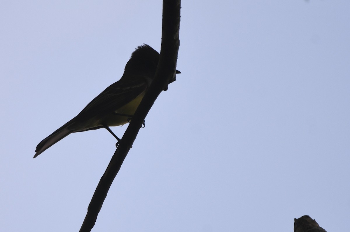 Great Crested Flycatcher - ML618569859