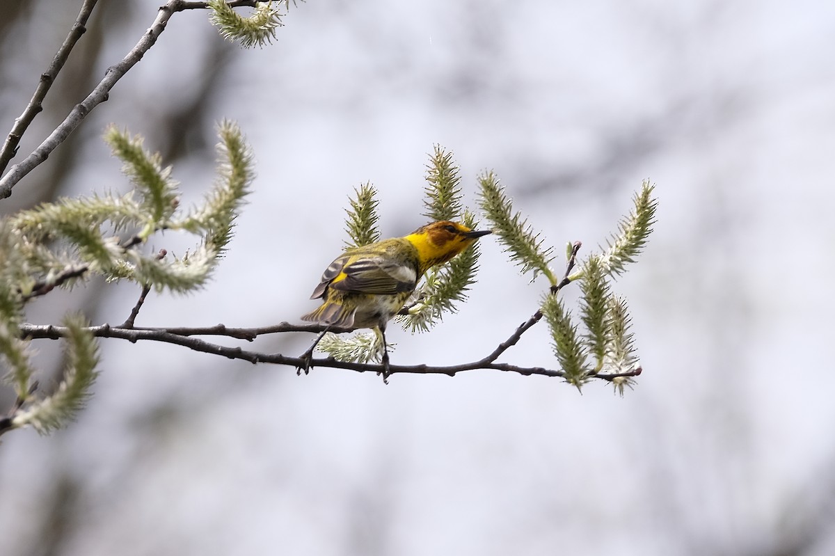 Cape May Warbler - ML618569882