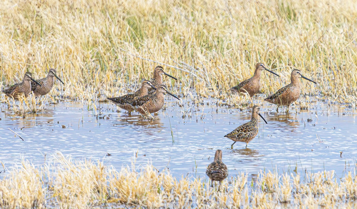 Long-billed Dowitcher - Mike Clark
