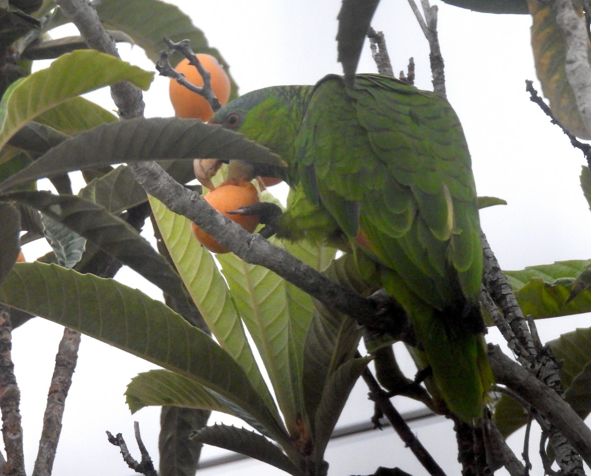 Red-crowned Parrot - ML618569918