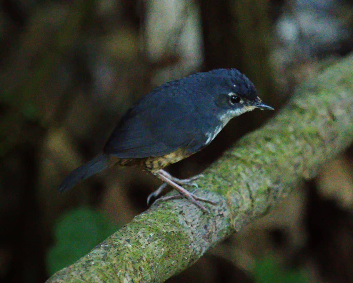 White-breasted Tapaculo - ML618569948