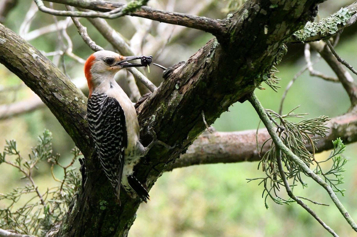 Red-bellied Woodpecker - ML618569949