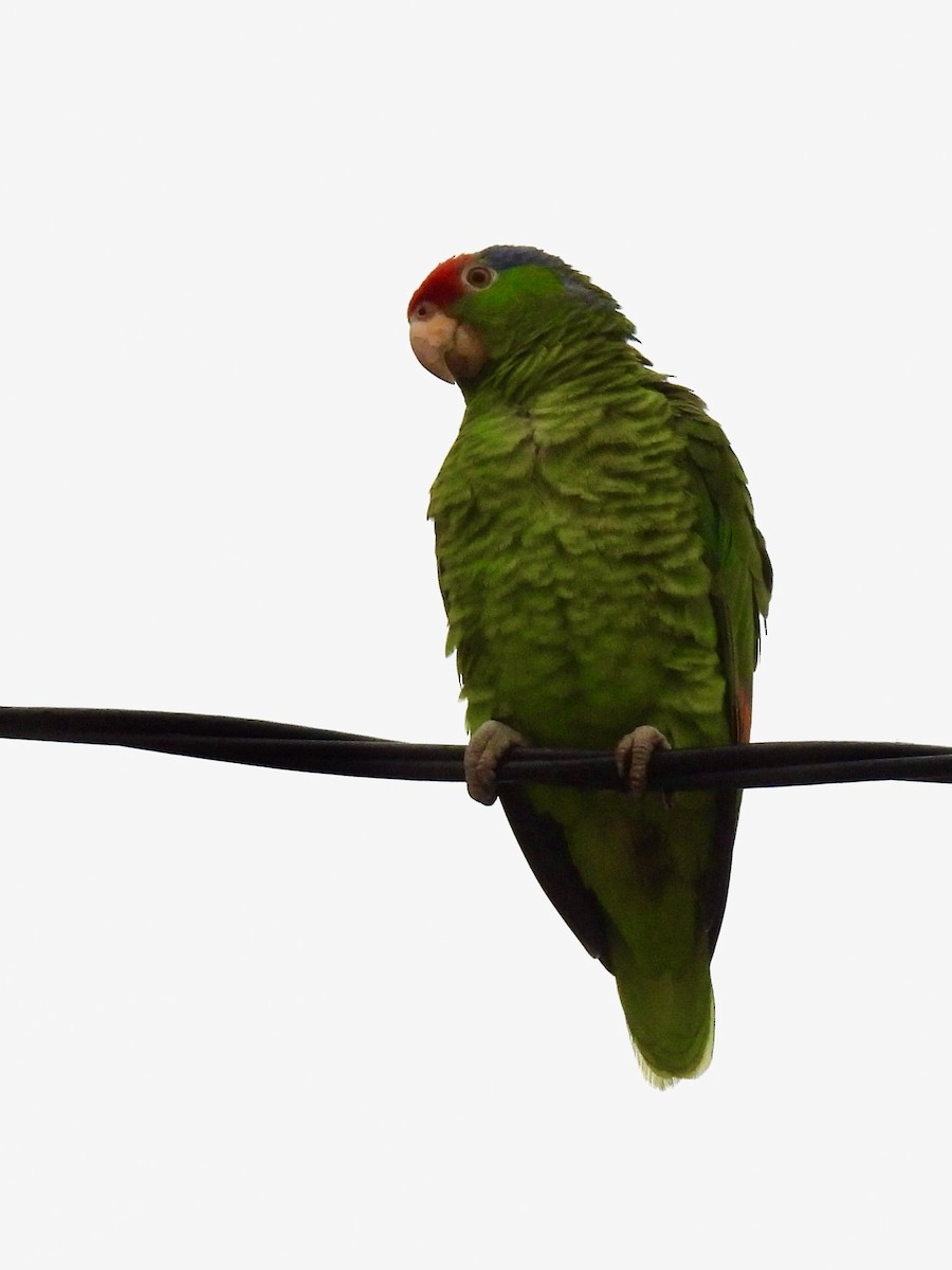 Red-crowned Parrot - ML618569953