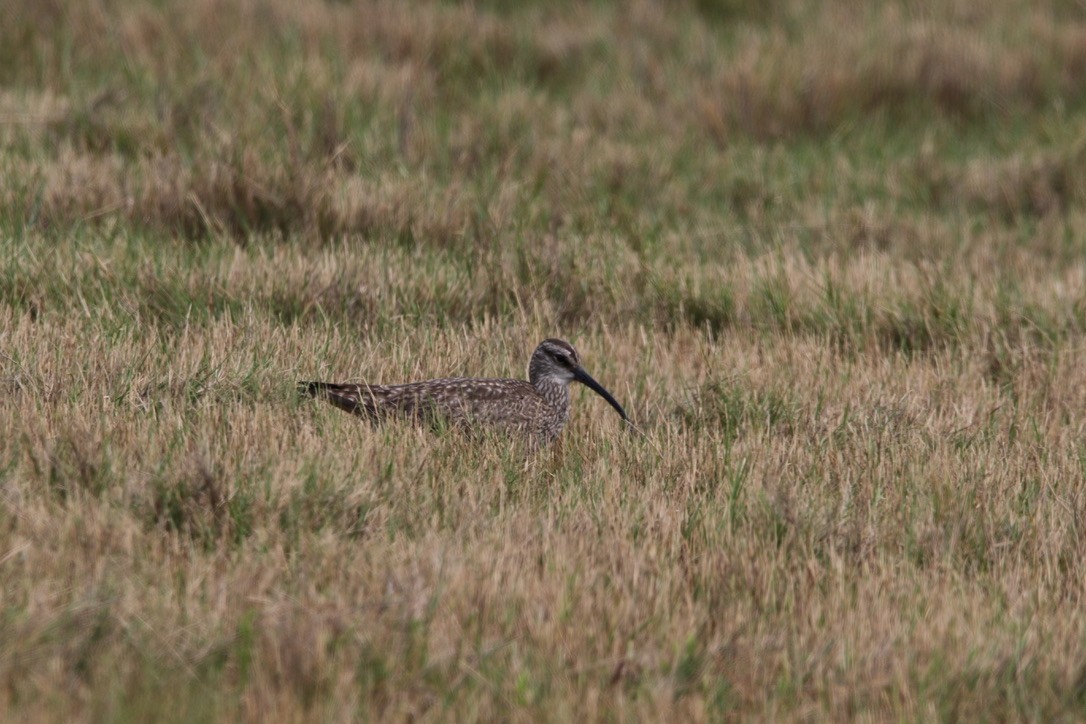 Whimbrel - Stephanie  Wallace