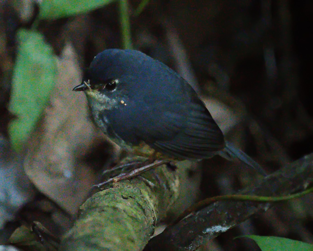 White-breasted Tapaculo - ML618569970