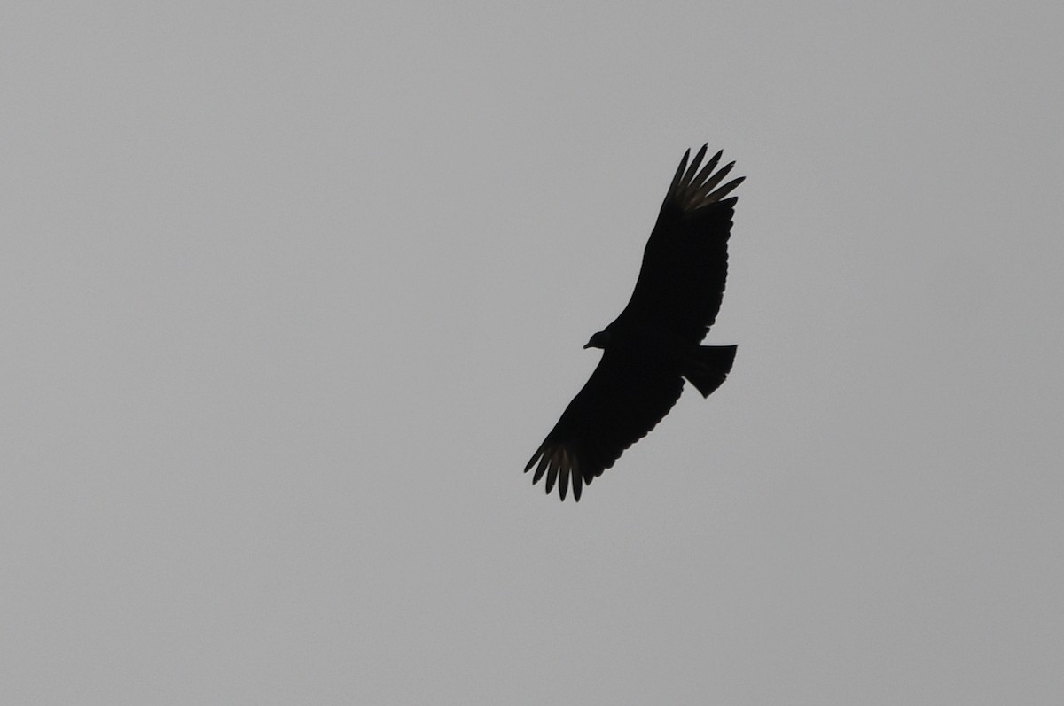 Black Vulture - ML618570009