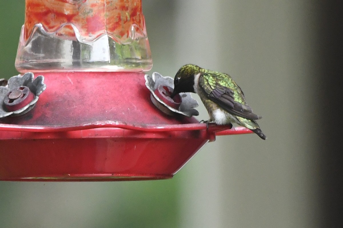 Ruby-throated Hummingbird - ML618570027