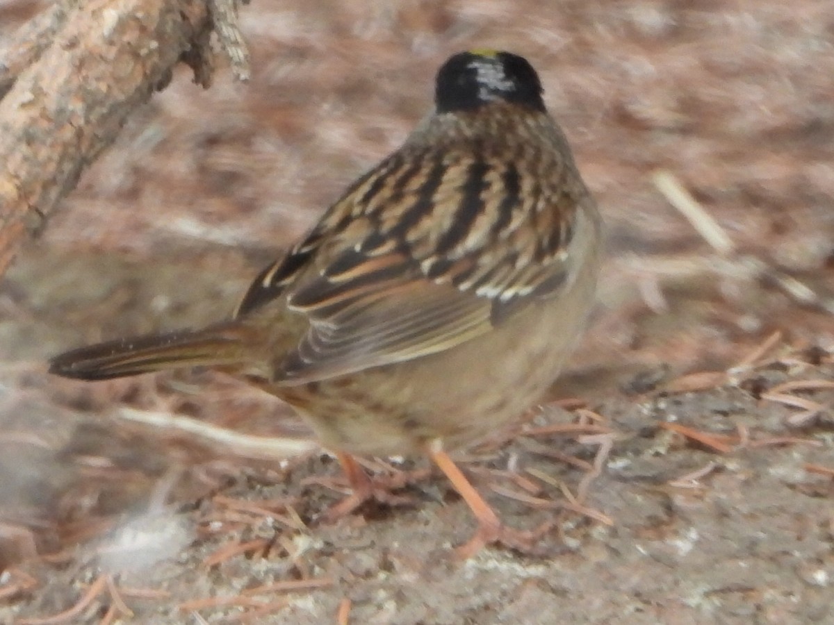 White-crowned Sparrow - ML618570029