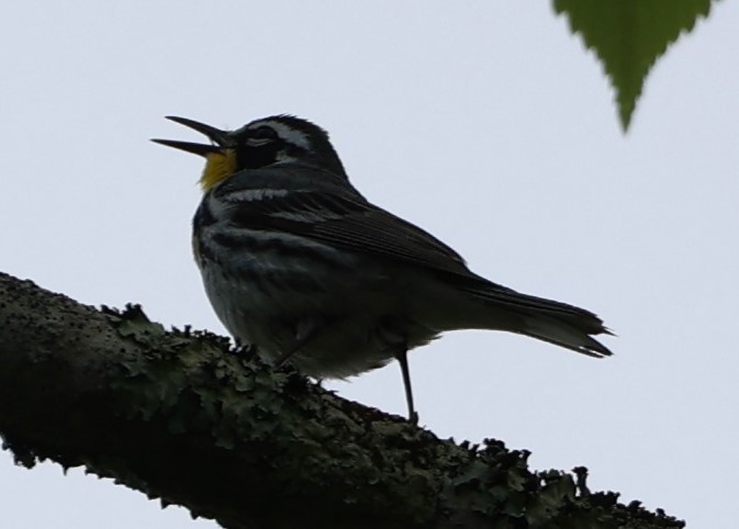 Yellow-throated Warbler - Gerry Lebing