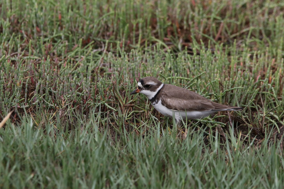 Semipalmated Plover - Stephanie  Wallace