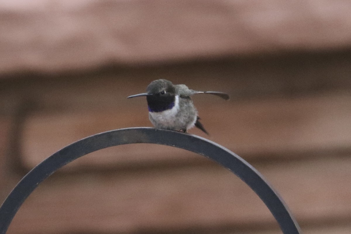 Black-chinned Hummingbird - ML618570078
