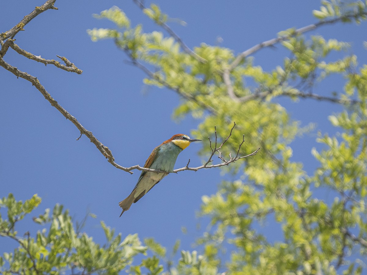 European Bee-eater - ML618570089