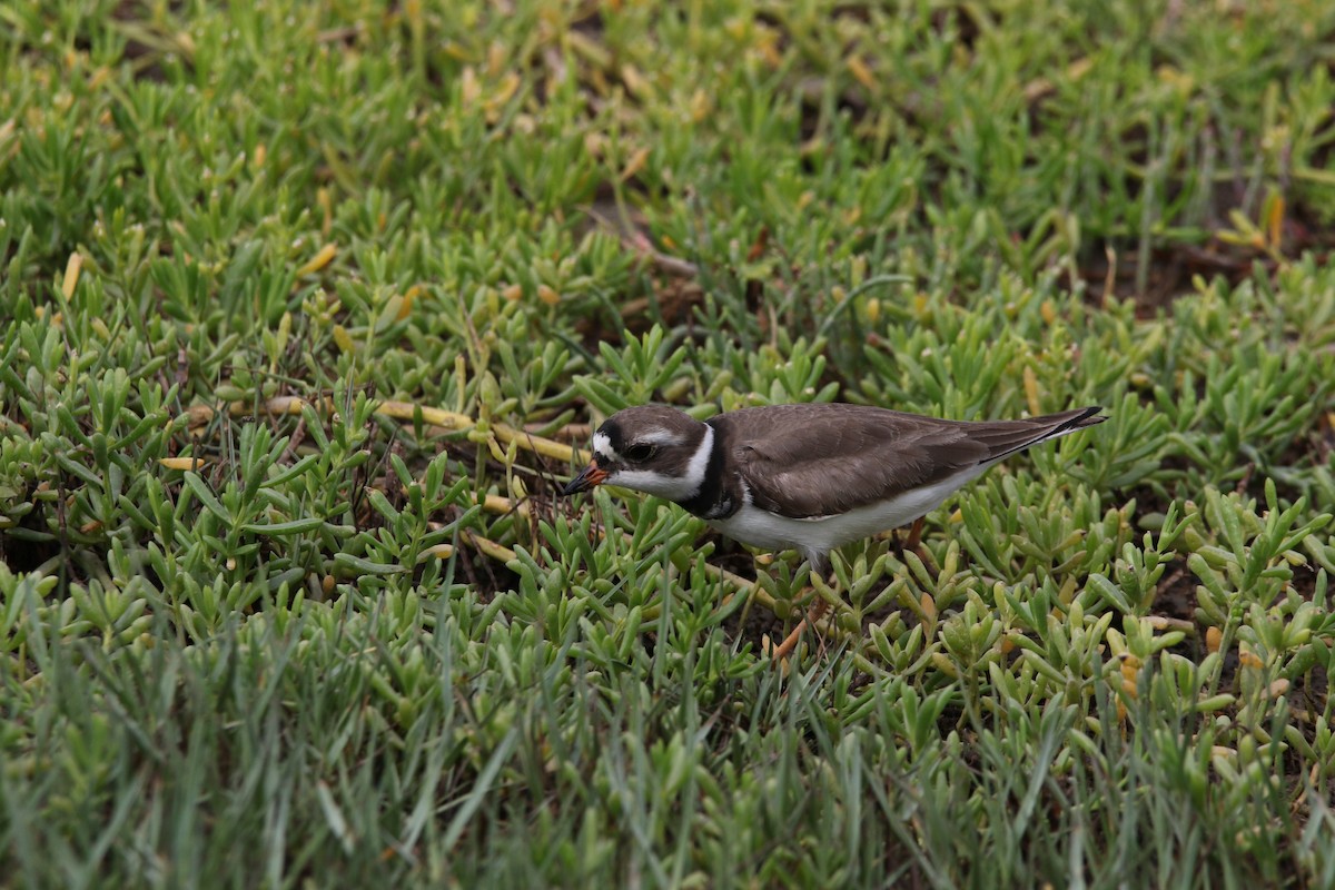 Semipalmated Plover - ML618570104
