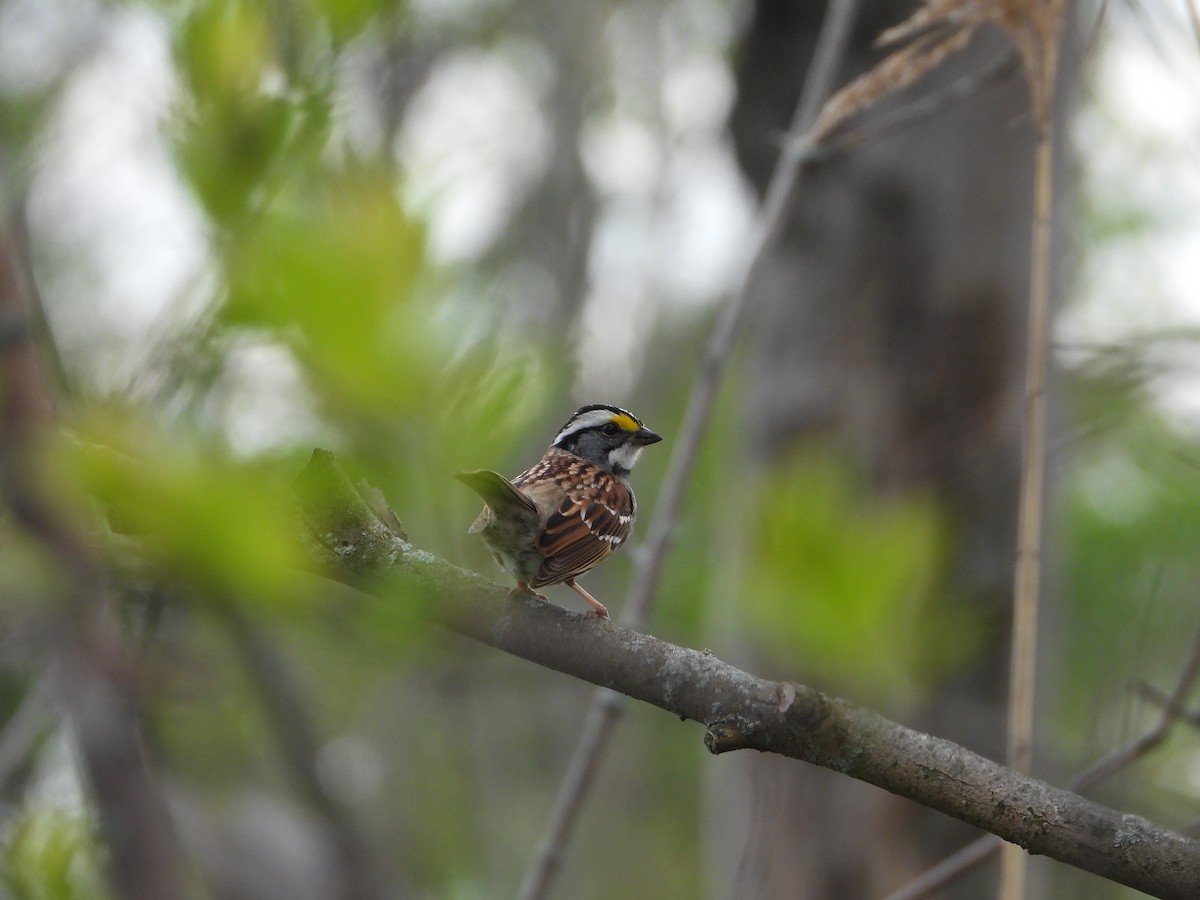 White-throated Sparrow - ML618570167