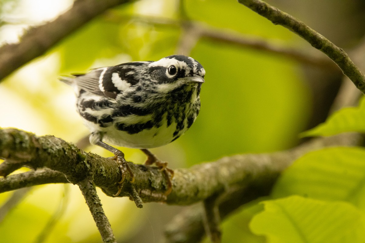 Black-and-white Warbler - ML618570180
