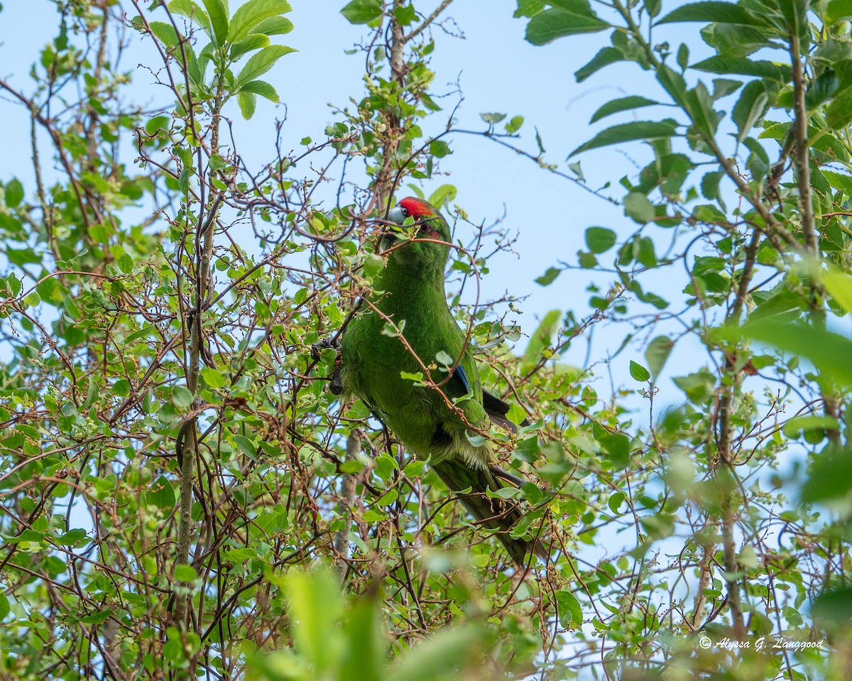 Red-crowned Parakeet - Anonymous