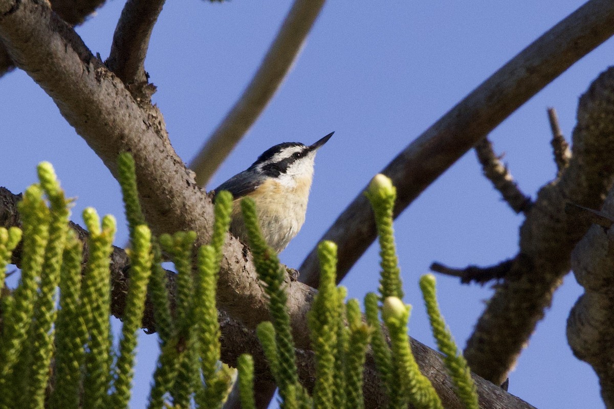 Red-breasted Nuthatch - ML618570196