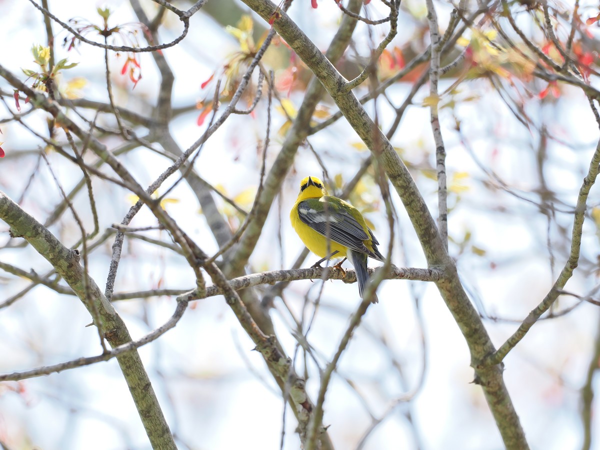 Blue-winged Warbler - Ethan Ripperger
