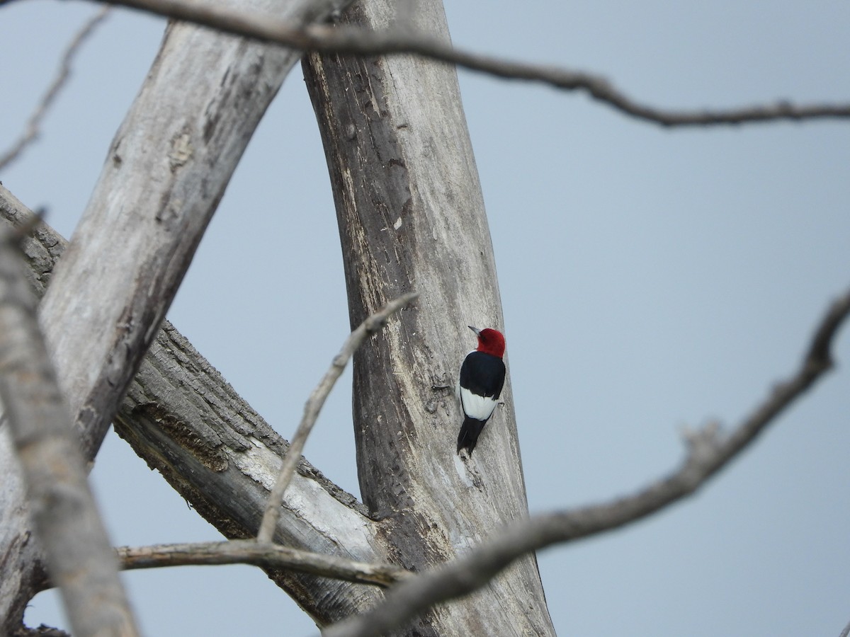 Red-headed Woodpecker - ML618570219