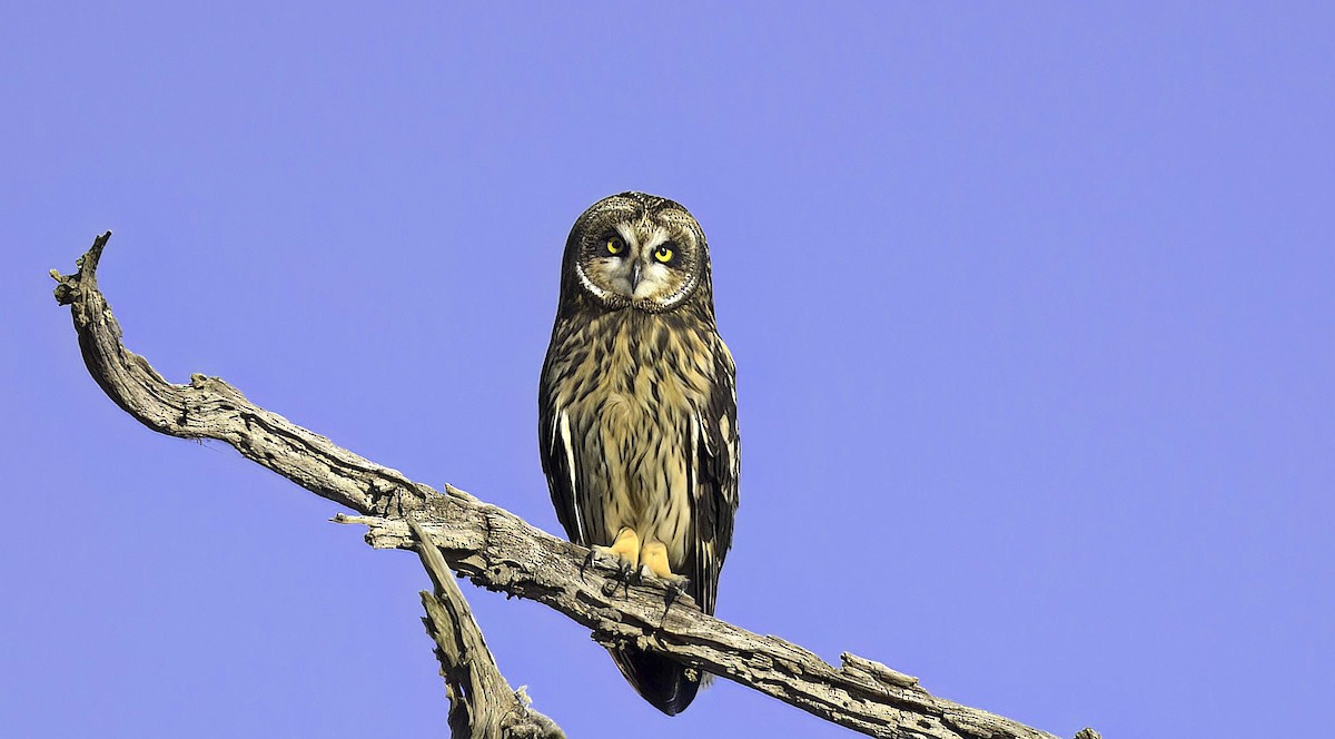 Short-eared Owl (Hawaiian) - ML618570241