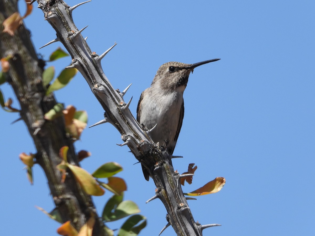 Black-chinned Hummingbird - ML618570247