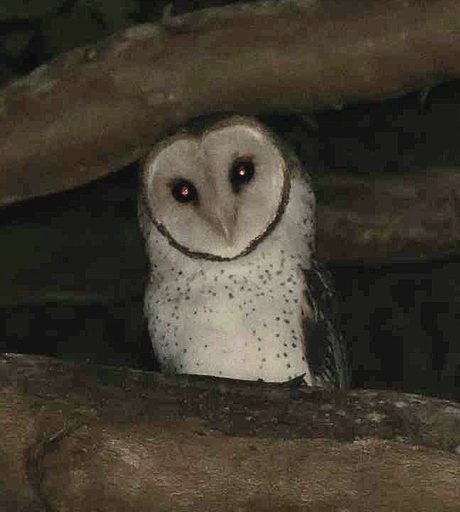 Australian Masked-Owl - ML618570294